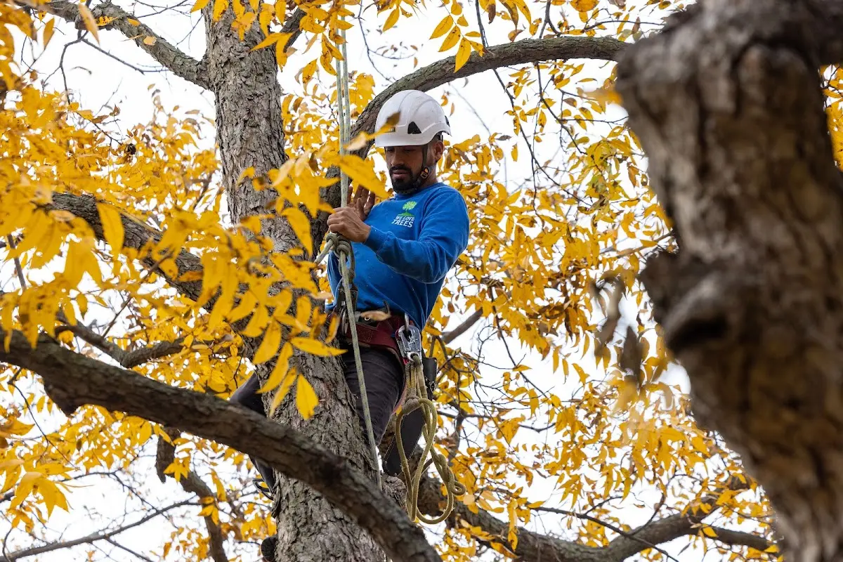 Skilled Tree Trimming crew working in Bailey